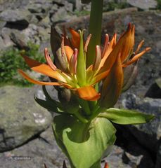 Gentiana lutea aurantiaca