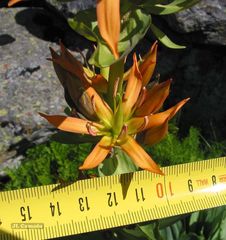 Gentiana lutea aurantiaca