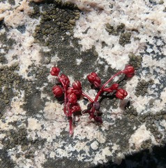 Crassula vaillantii