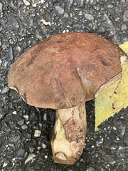Tylopilus variobrunneus