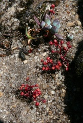 Crassula vaillantii