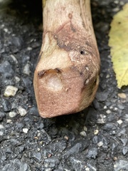 Tylopilus variobrunneus