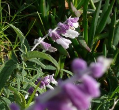 Salvia leucantha