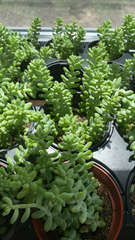 Sedum burrito