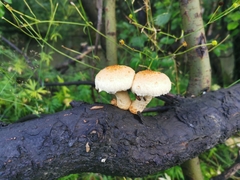 Hemipholiota