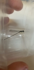 Enallagma pollutum