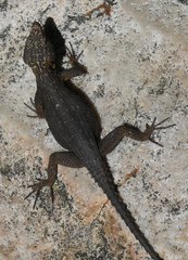 Hemicordylus capensis