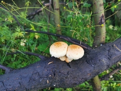 Hemipholiota