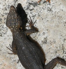 Hemicordylus capensis