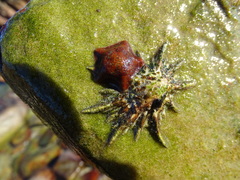 Scutellastra longicosta