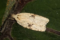 Agonopterix petasitis