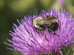 Melissodes desponsus