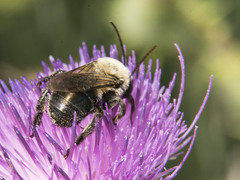 Melissodes desponsus