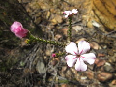 Acmadenia tetragona