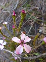 Acmadenia tetragona