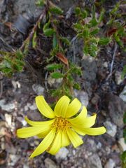 Cullumia aculeata sublanata