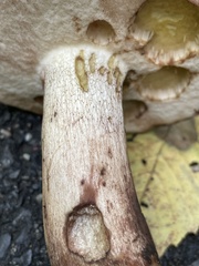 Tylopilus variobrunneus