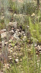 Danaus gilippus