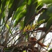 Pitcairnia chiapensis - Photo (c) Neptalí Ramírez Marcial, some rights reserved (CC BY), uploaded by Neptalí Ramírez Marcial
