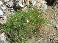 Dianthus spiculifolius