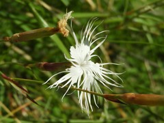 Dianthus spiculifolius