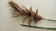 Elegia fistulosa