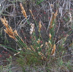 Elegia fistulosa
