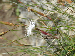 Dianthus spiculifolius