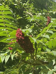 Rhus typhina