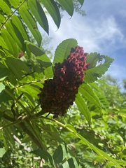 Rhus typhina