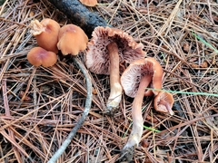 Laccaria trichodermophora