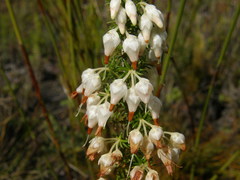 Erica intermedia albiflora