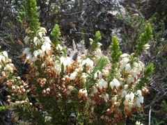 Erica intermedia albiflora