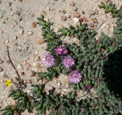 Phiambolia