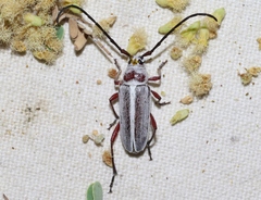 Plionoma rubens