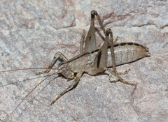 Ateloplus notatus