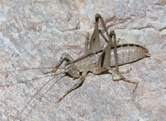 Ateloplus notatus