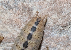 Ateloplus notatus