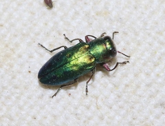 Chrysobothris purpureoplagiata