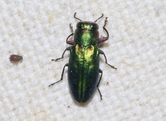 Chrysobothris purpureoplagiata