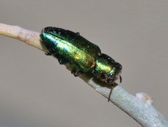 Chrysobothris purpureoplagiata