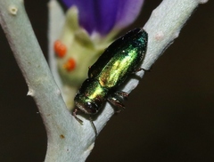 Chrysobothris purpureoplagiata
