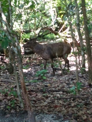 Rusa timorensis