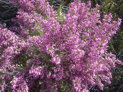 Erica nutans