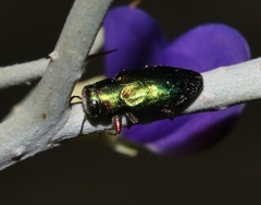 Chrysobothris purpureoplagiata