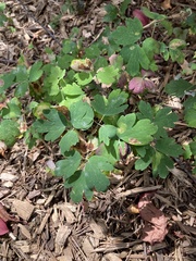 Aquilegia elegantula