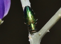 Chrysobothris purpureoplagiata