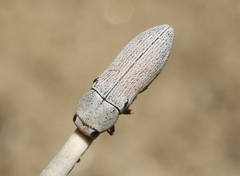 Acmaeodera barri