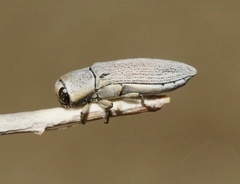Acmaeodera barri