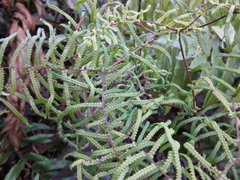 Gleichenia polypodioides